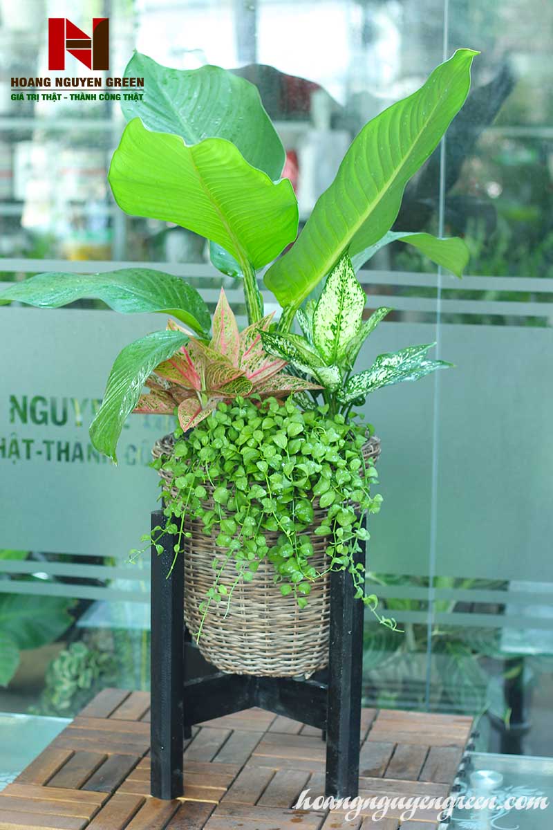 cây đại phú gia