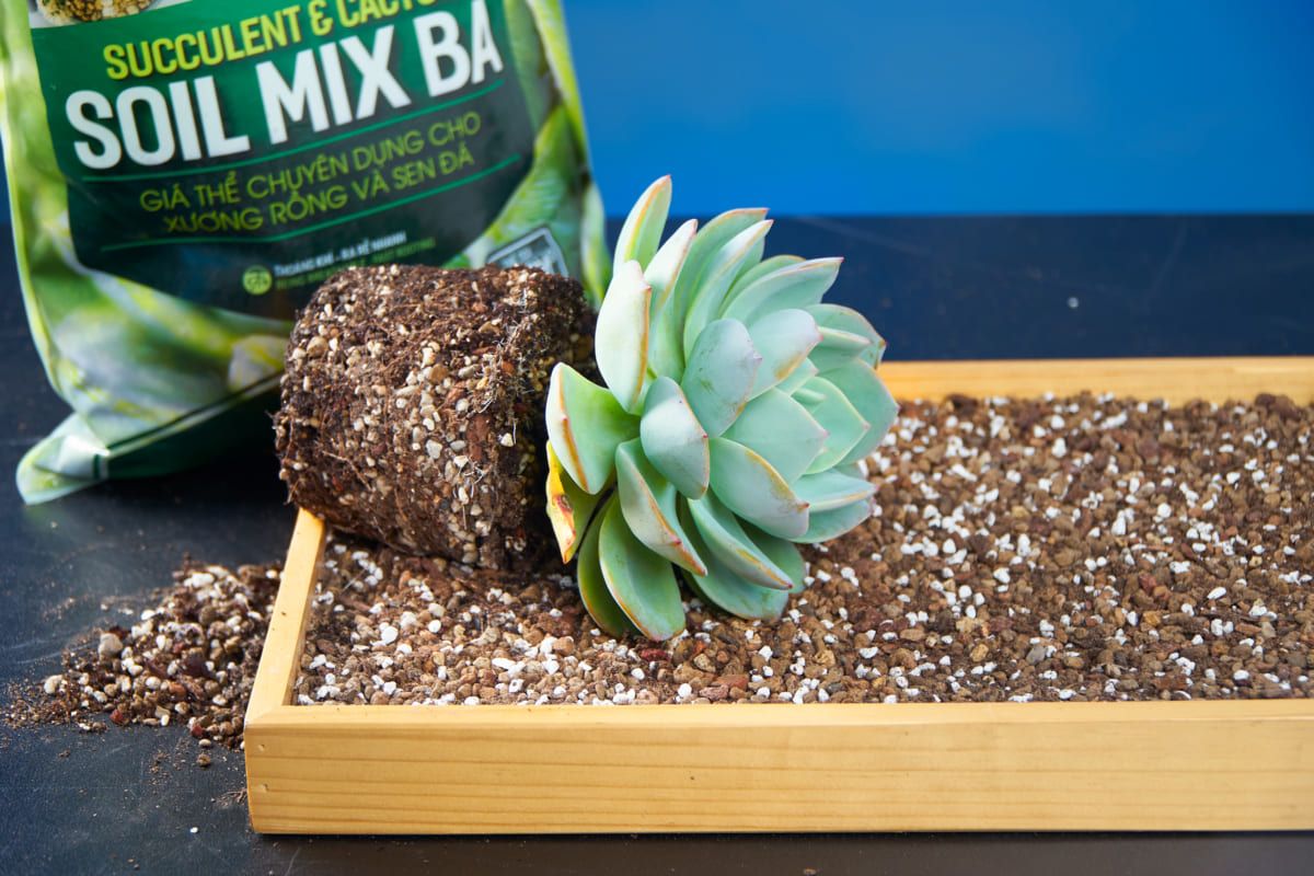 Ba sai lầm khi làm Soil Mix dễ gây bí đất và giảm khả năng thoát nước.
