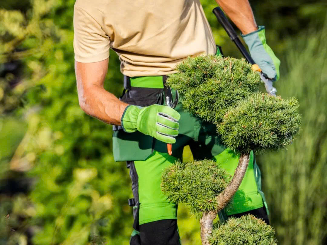 Ai nên sử dụng dịch vụ chăm sóc cây cảnh cơ quan?