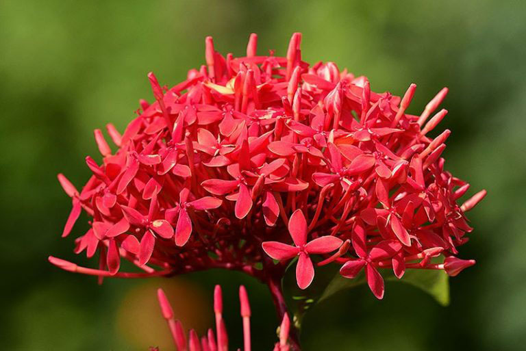 Cung cấp đủ nắng đủ nước và cắt tỉa định kỳ giúp bông trang nở rộ.