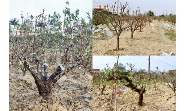 Chăm sóc cây Đào sau Tết