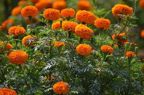 Chăm sóc hoa vạn thọ đúng cách giúp hoa lâu tàn và luôn rực rỡ.