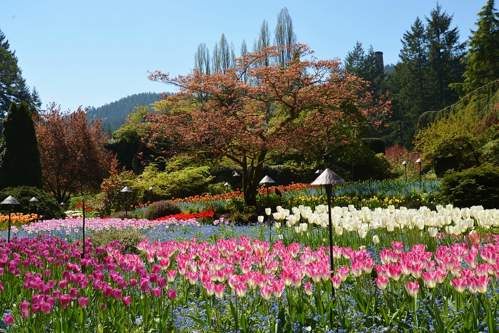 Vườn hoa Butchart (Canada)