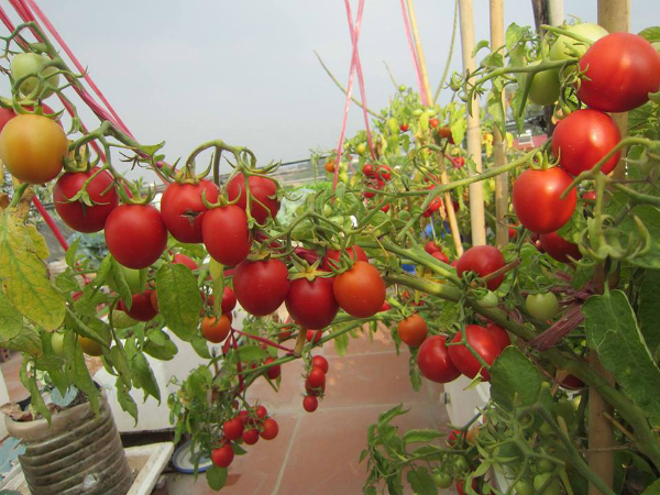 Cà chua trồng sân thượng
