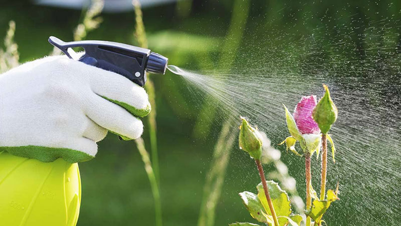 Các gói chăm sóc cây Quận 2 phù hợp mọi đối tượng.