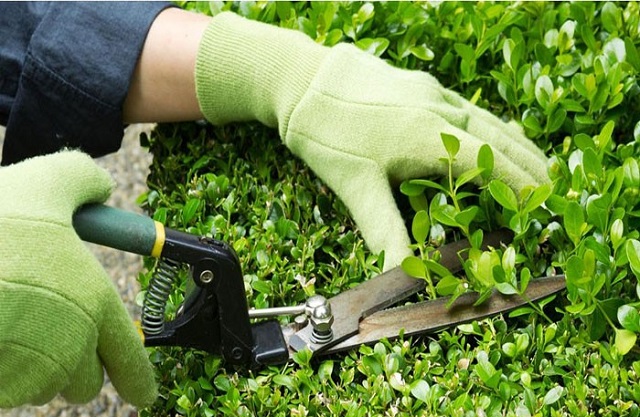 Hata Landscape cung cấp đầy đủ hạng mục chăm sóc cây cảnh Tân Phú