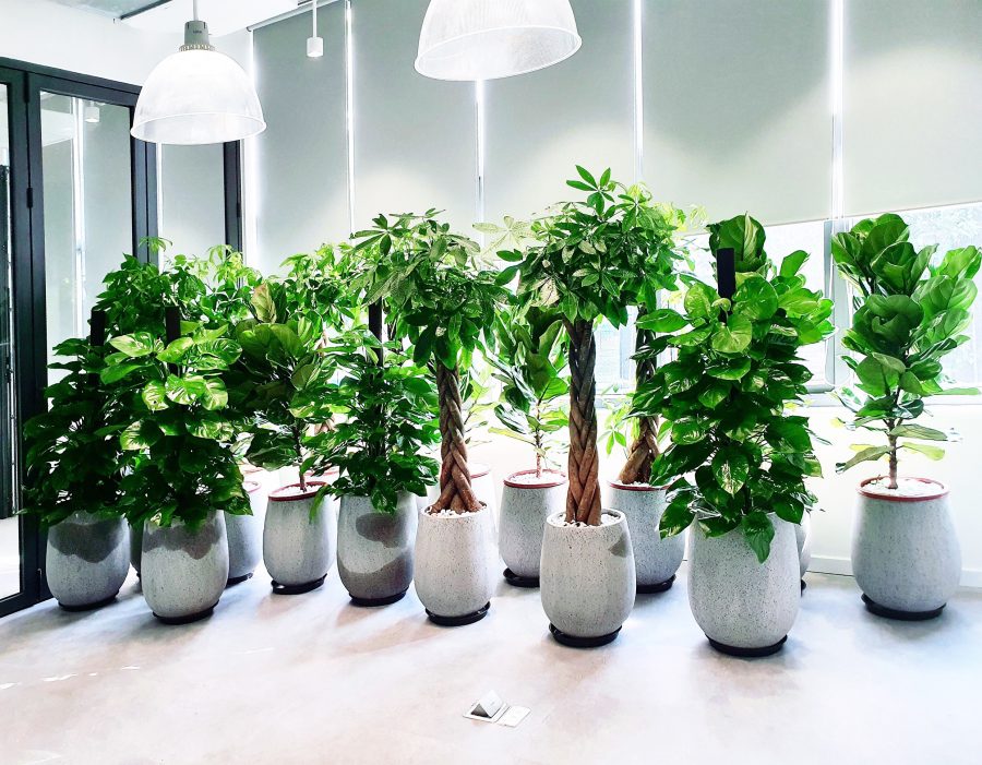 Đa dạng cây xanh trang trí, phù hợp nhiều không gian và phong cách sự kiện.