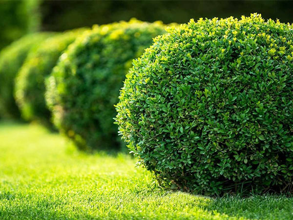 Vai trò của cây xanh trên dải phân cách đường phố