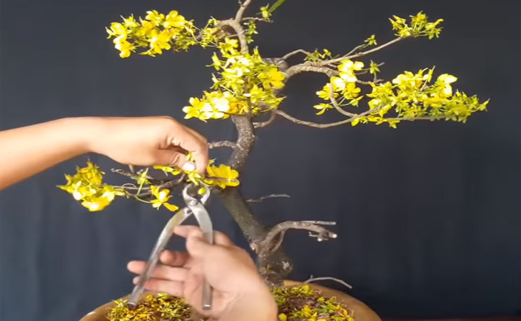 Kỹ thuật cắt tỉa chăm sóc cây Mai cảnh sau Tết