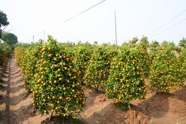 Quy trình chăm sóc cây Quất cảnh ngay sau Tết