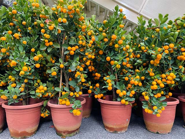 Kỹ thuật thay đất và trồng lại cây Quất cảnh