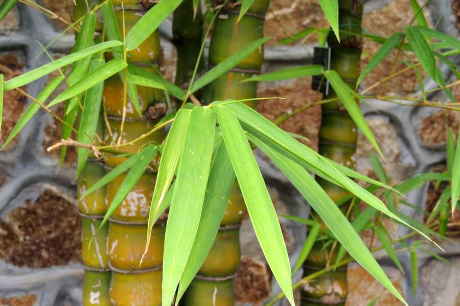 Chăm sóc trúc Phật Bà đúng cách giúp cây luôn xanh tốt và giữ dáng thân phình đẹp.