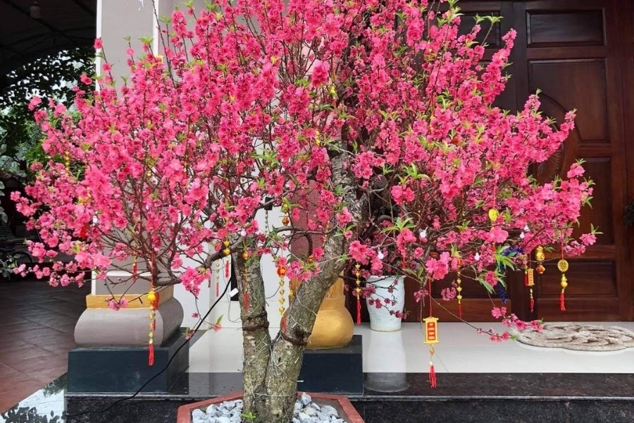 Chọn cây đào đẹp và phụ kiện phù hợp giúp không gian Tết hài hòa và nổi bật hơn.