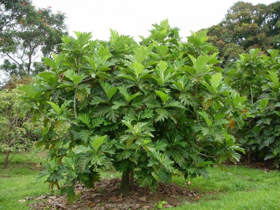 Cách Phòng Trừ Sâu Bệnh Cho Cây Sa Kê