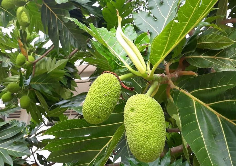 Cách Trồng Cây Sa Kê