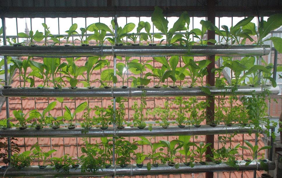 Phương pháp thủy canh