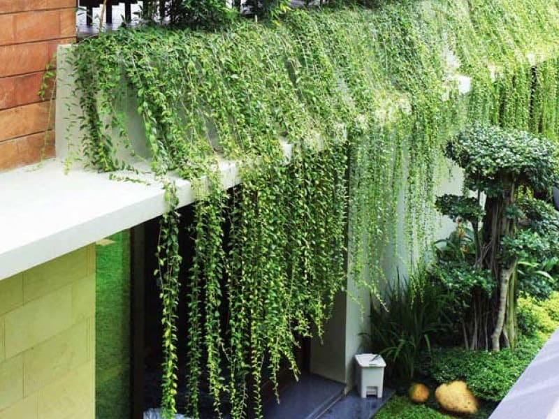 Lợi ích vượt trội khi thiết kế cây xanh trên tường