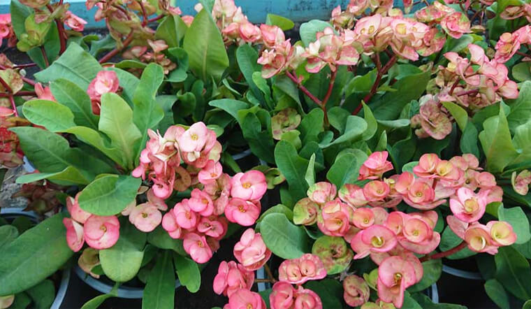 Cách trồng cây Xương rồng Bát tiên