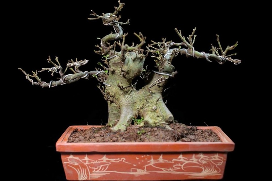 Cách uốn cây cảnh dáng trực (Chính trực)