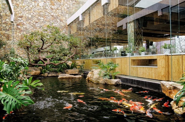 Sân vườn hồ cá Koi tạo điểm nhấn phong thủy, mang lại vẻ đẹp sinh động và thư giãn.