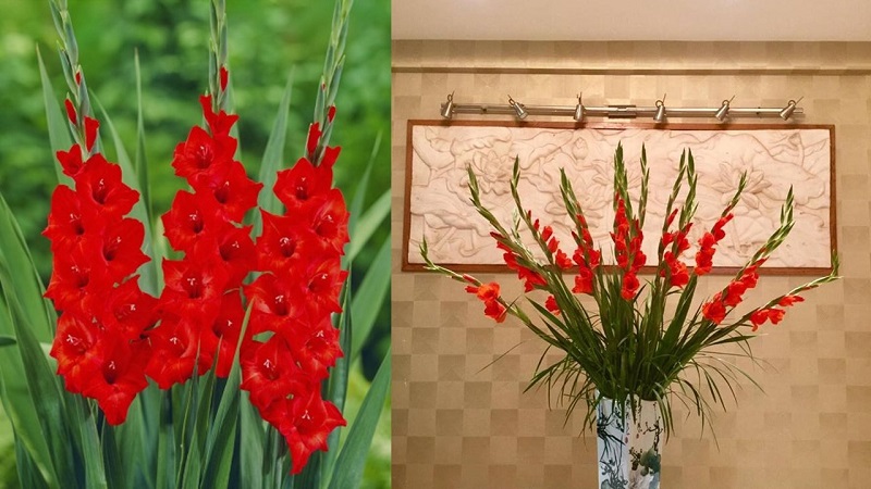 Cách cắm hoa lay ơn đẹp và bền màu