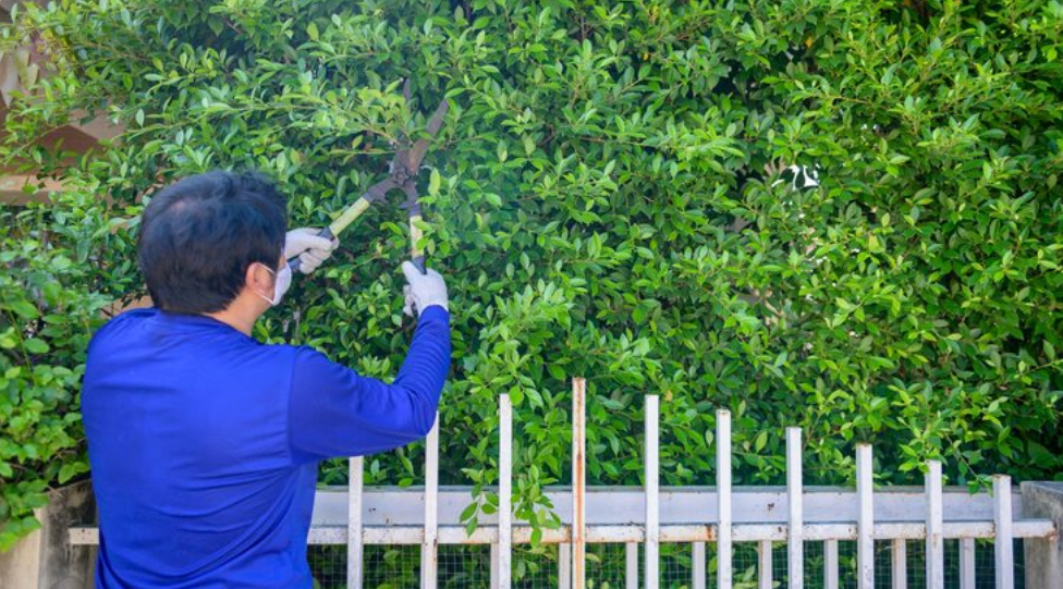 Hata Landscape cam kết cung cấp dịch vụ chăm sóc cây xanh uy tín.