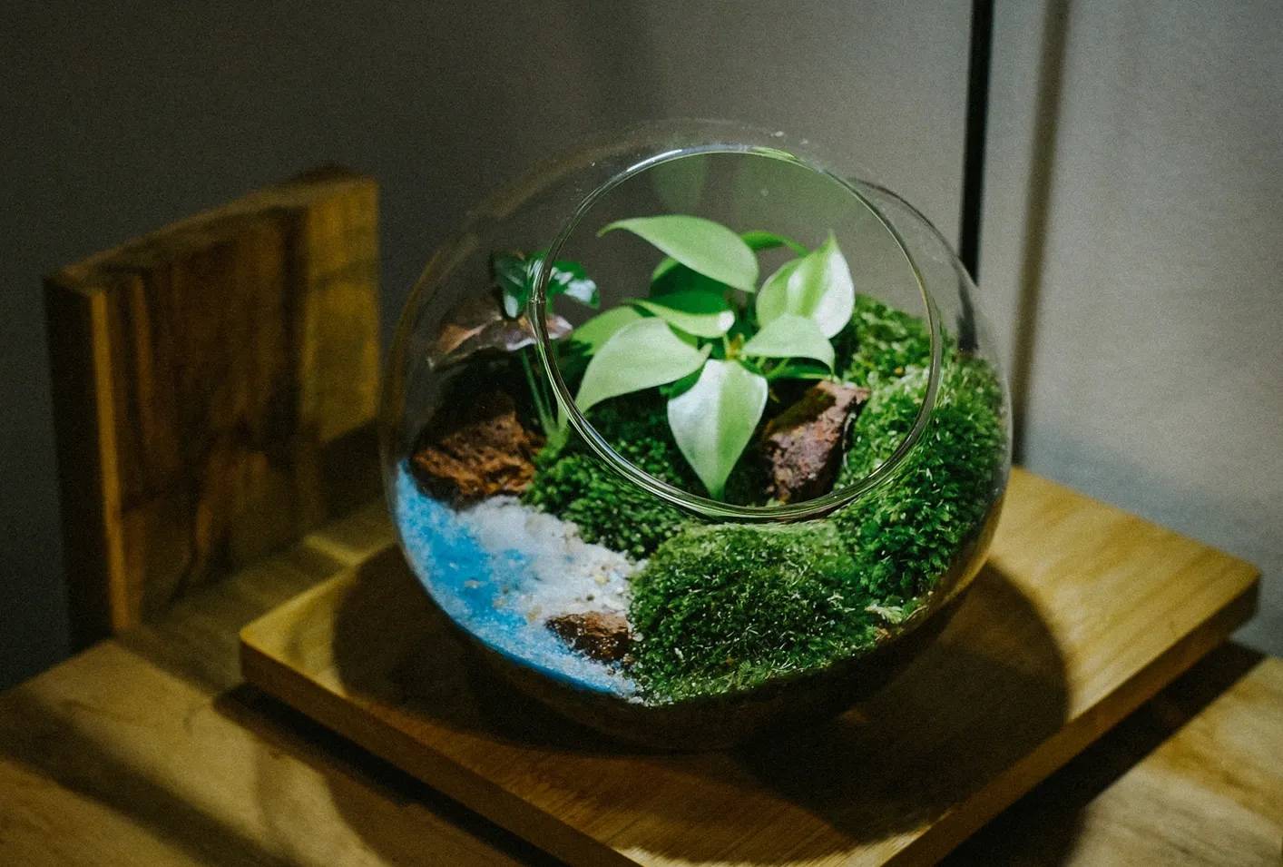 Bí quyết chăm sóc tiểu cảnh terrarium bền đẹp và xanh tốt.