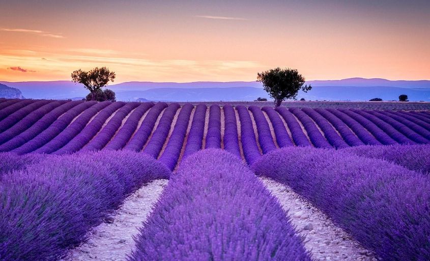 Cánh đồng hoa Lavender Provence (Pháp)