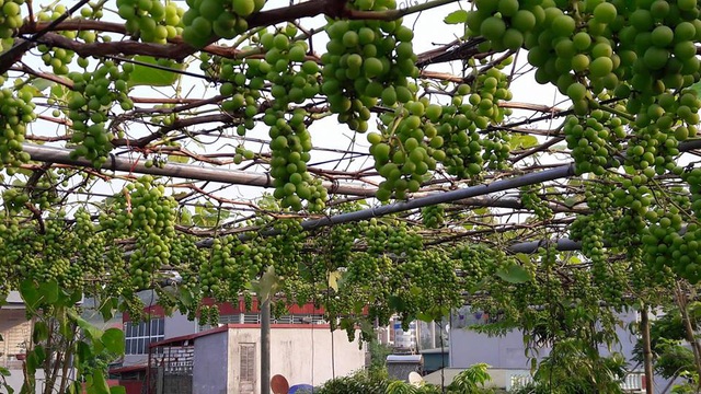 Cây ăn quả trồng sân thượng