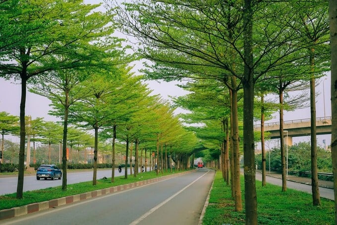 Cây Bàng Đài Loan