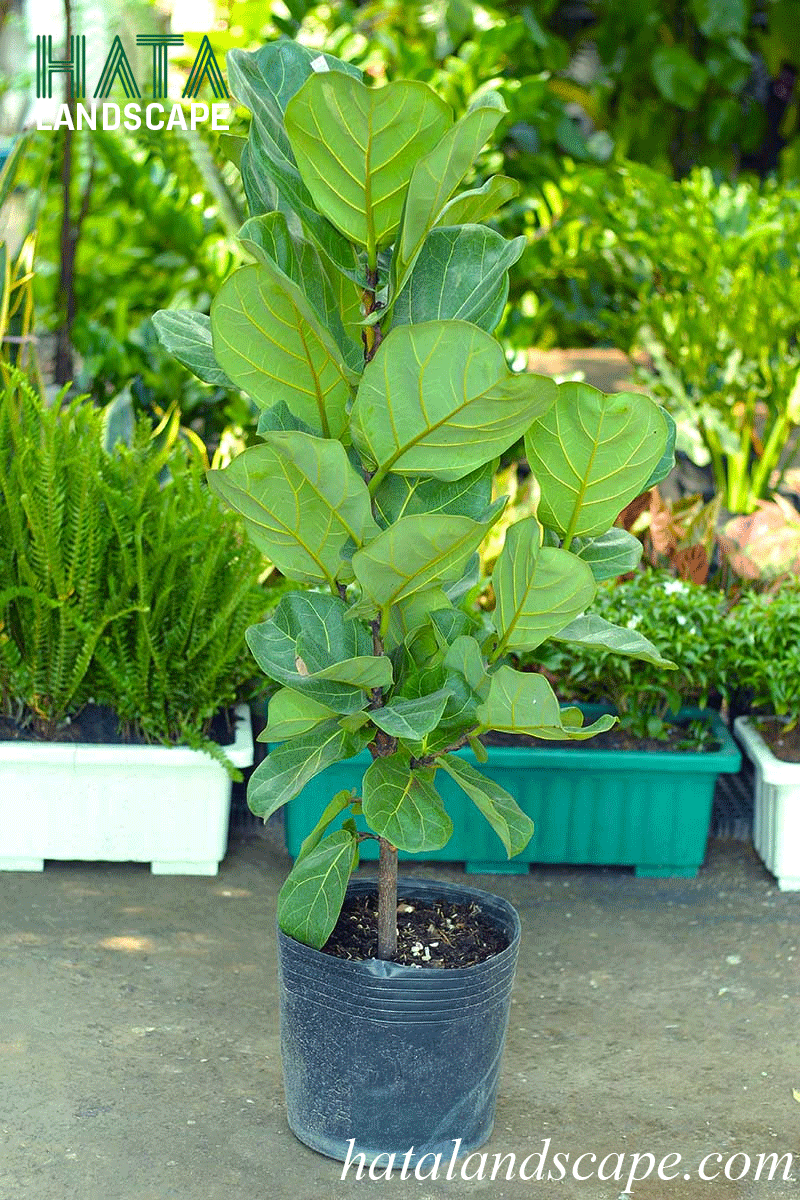 Cây Bàng Singapore