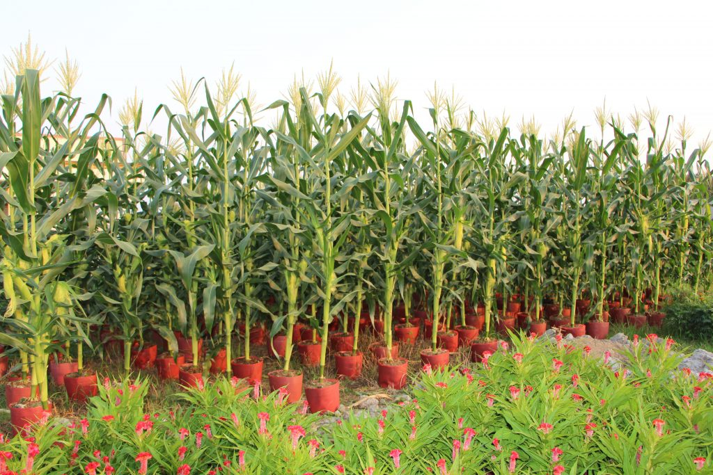 Ý nghĩa phong thủy của cây bắp chưng Tết