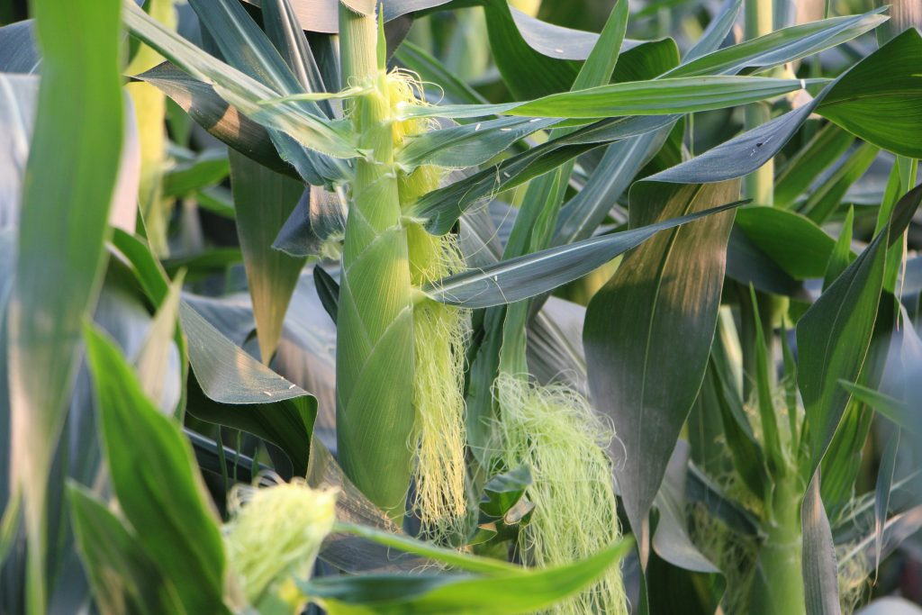 Cách chọn cây bắp chưng Tết đẹp và bền