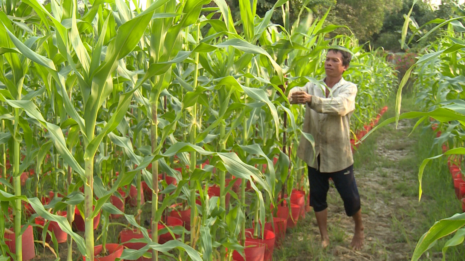 Cây bắp chưng Tết trào lưu trang trí Tết vô cùng độc đáo ý nghĩa