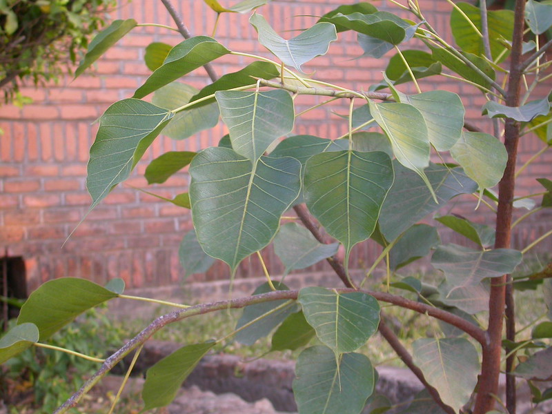 Tìm hiểu cây bồ đề mọc trước nhà