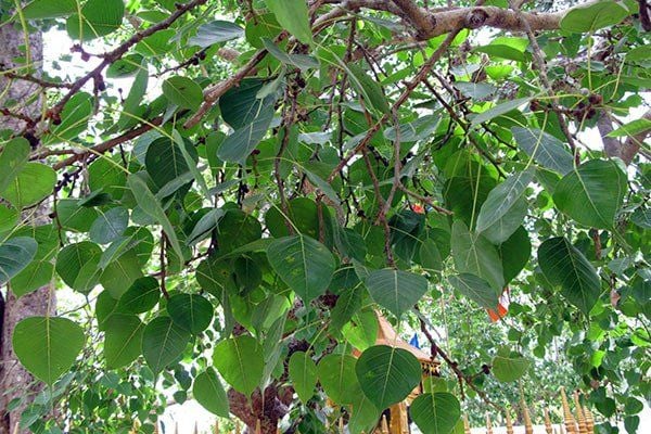 Ý nghĩa của cây bồ đề 