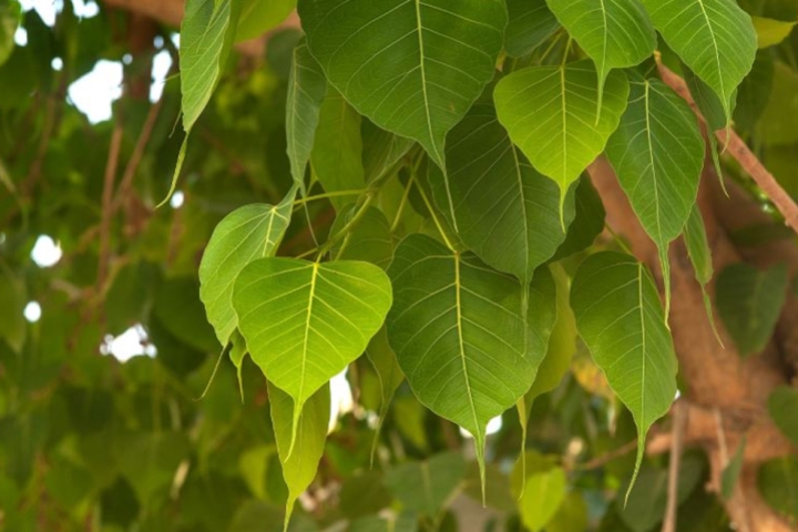 Những lưu ý quan trọng khi chăm sóc cây bồ đề trước nhà