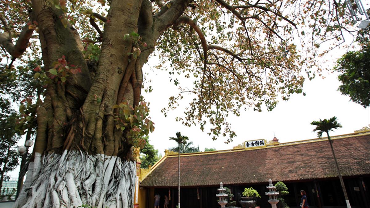 Cây bồ đề mọc trước nhà Tốt hay Xấu?