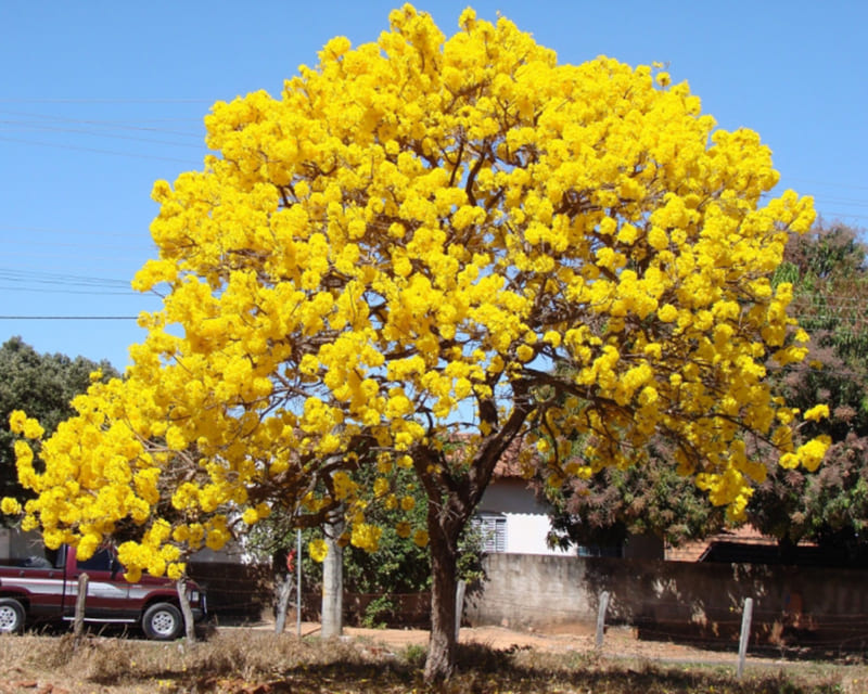 Cây chuông vàng