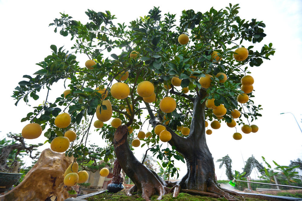 Tìm hiểu tất tần tật về Cây Bưởi cảnh