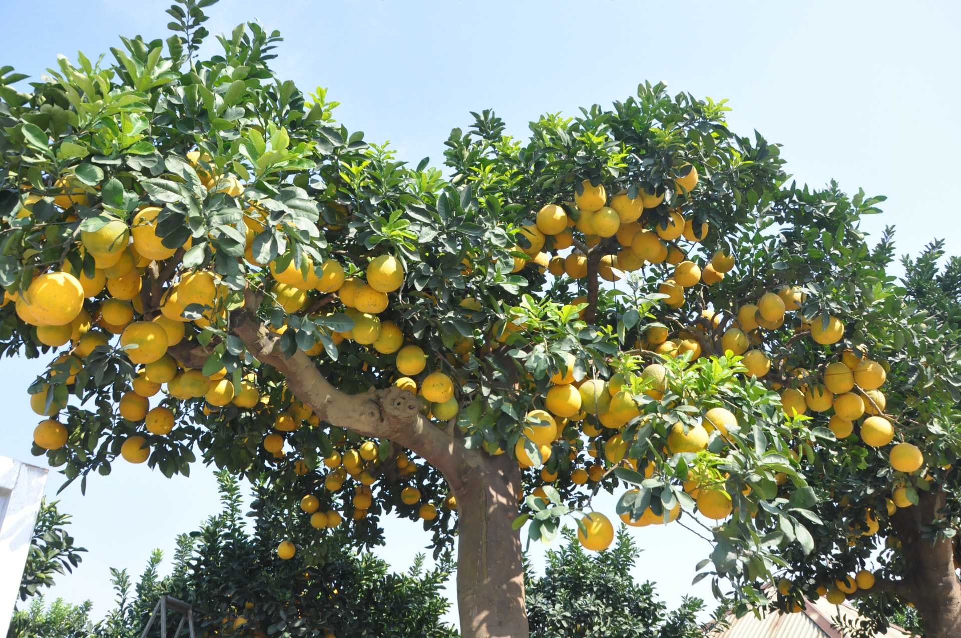 Cây bưởi cảnh dáng cổ thụ