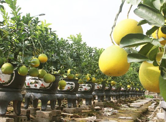Hướng dẫn cách chăm sóc cây bưởi cảnh tươi lâu, bền quả