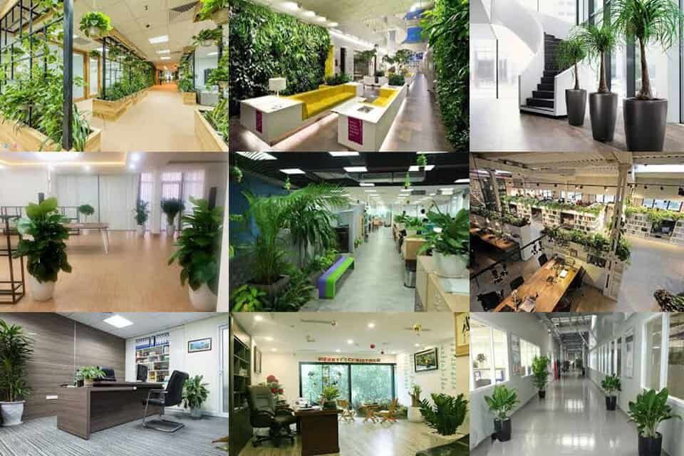 Cây cảnh Quận 1 cho văn phòng, tòa nhà
