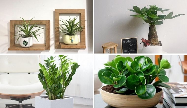 Cây cảnh Quận 1 cho bàn làm việc