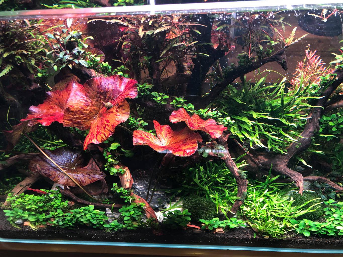 Cây cảnh trồng dưới nước súng thủy sinh