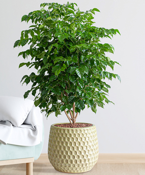 Cây Hạnh Phúc là cây cảnh văn phòng phổ biến trong môi trường công sở.