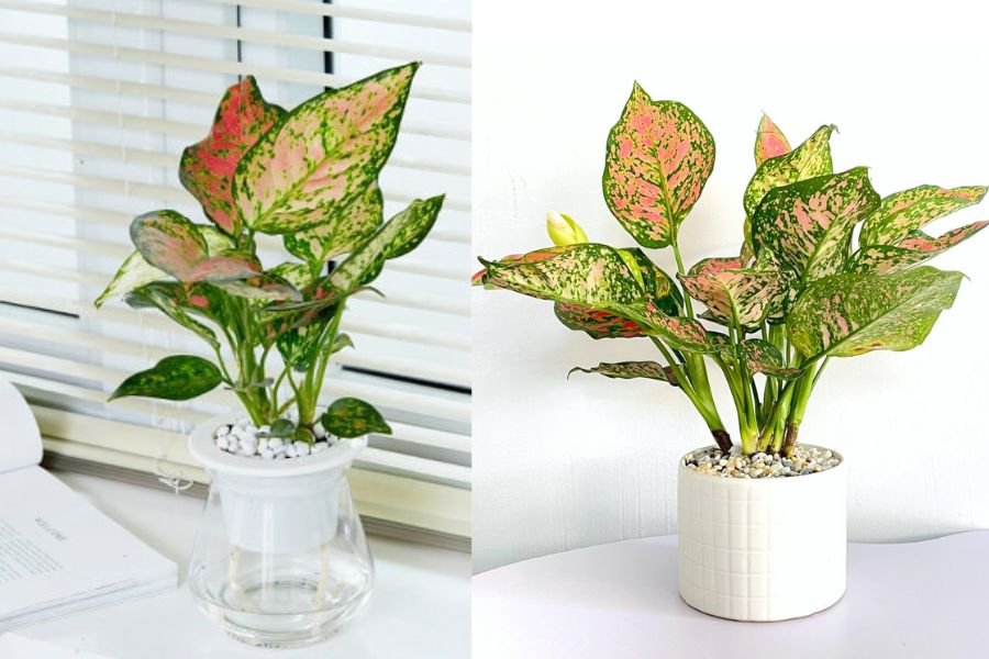 Cây Vạn Lộc tượng trưng cho tài lộc và may mắn.