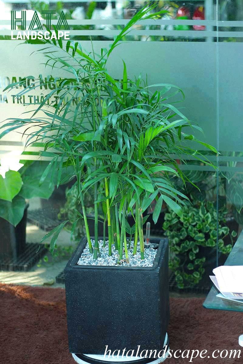 Đặc Điểm của cây cau Hawaii