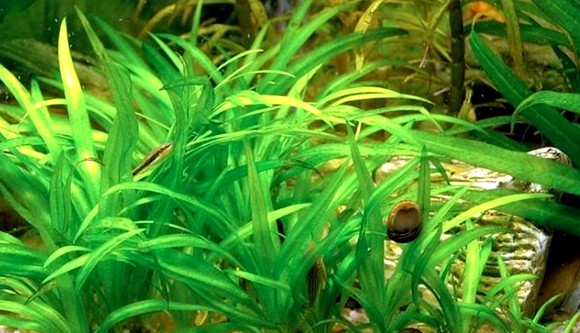 Cây thủy sinh sống dưới nước cỏ thìa