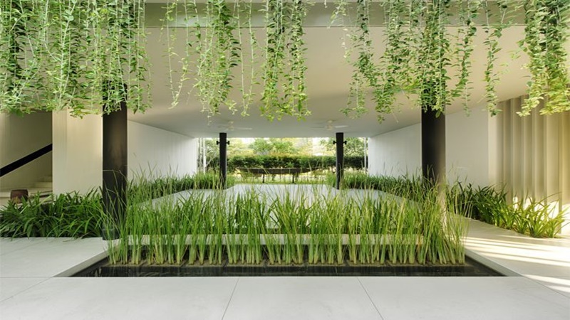 Cây cúc tần Ấn Độ